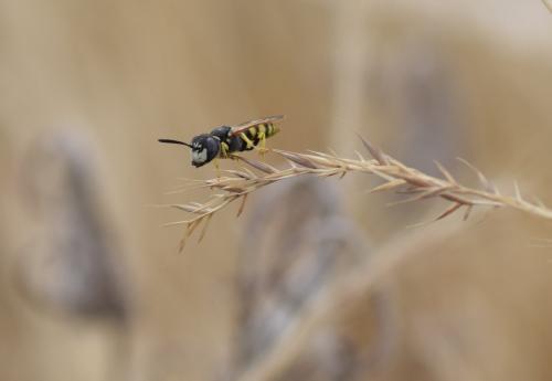 Philanthus triangulum